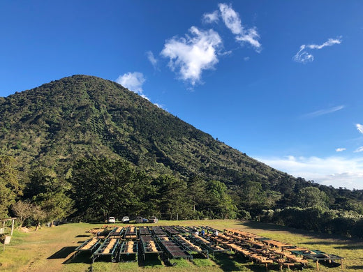 Finca Los Angeles, El Salvador
