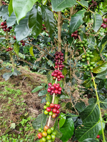 La Lucuma, Peru