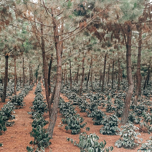 San José Ocaña, Guatemala