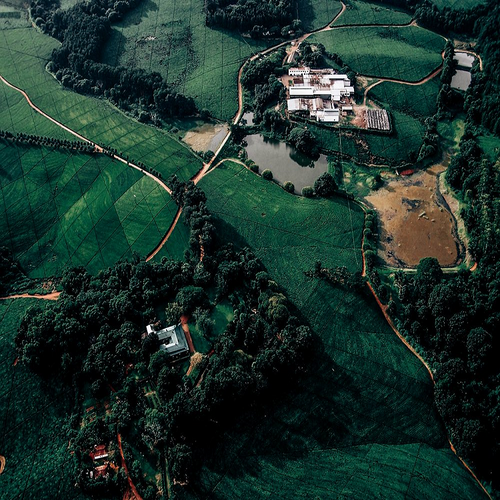 Satemwa, Malawi