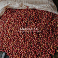 Mahiga AA, Kenya