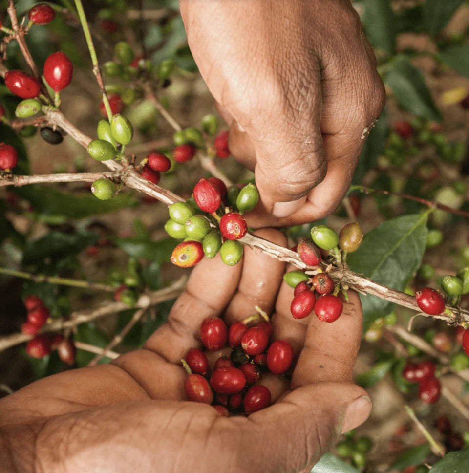 Colombia Inmaculada Fellow Anaerobic Natural